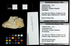 Foto (Objekt + Etiketten) von Munidopsidae indet. 